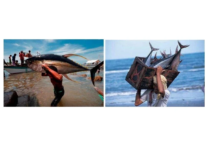Atlantic & Indian Ocean Yellowfin/Skipjack Tuna, Shrimps & Seafood