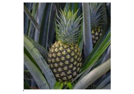 Fruits Tropicaux Frais - 1